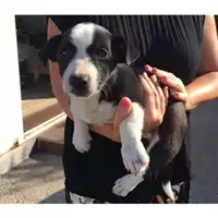 Foto dell\'animale COMUNE DI SALERNO - 380260043941720