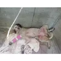 Foto dell\'animale COMUNE DI SALERNO - 380260004058207