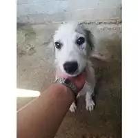 Foto dell\'animale COMUNE DI SALERNO - 380260043941234