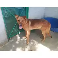 Foto dell\'animale COMUNE DI SALERNO - 380260004056730