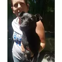 Foto dell\'animale COMUNE DI SALERNO - 380260004056851