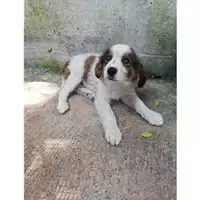 Foto dell\'animale COMUNE DI SALERNO - 380260042335833