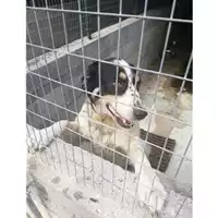 Foto dell\'animale COMUNE DI SALERNO - 380260100608084