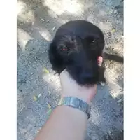 Foto dell\'animale COMUNE DI SALERNO - 380260043968629