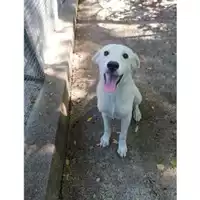 Foto dell\'animale COMUNE DI SALERNO - 380260004057658