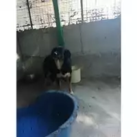 Foto dell\'animale COMUNE DI SALERNO - 380260043968540