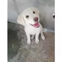 Foto dell\'animale COMUNE DI SALERNO - 380260043968348