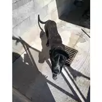 Foto dell\'animale COMUNE DI SALERNO - 380260004056756