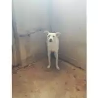Foto dell\'animale COMUNE DI SALERNO - 380260043968614