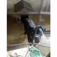 Foto dell\'animale COMUNE DI SALERNO - 380260004058113