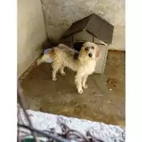 Foto dell\'animale COMUNE DI SALERNO - 380260042992504