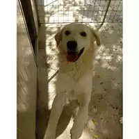 Foto dell\'animale COMUNE DI SALERNO - 380260042997587