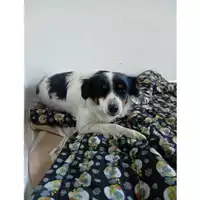 Foto dell\'animale COMUNE DI SALERNO - 380260004056949