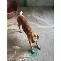 Foto dell\'animale COMUNE DI SALERNO - 380260042999375