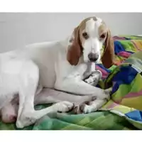 Foto dell\'animale COMUNE DI SALERNO - 380260042336435