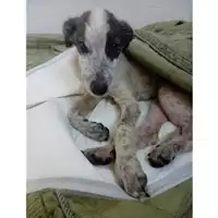 Foto dell\'animale COMUNE DI SALERNO - 380260043972187
