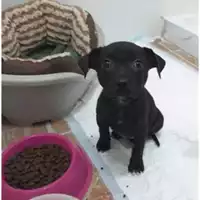 Foto dell\'animale COMUNE DI SALERNO - 380260043972840