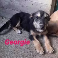 Foto dell\'animale COMUNE DI SALERNO - 380260004056809