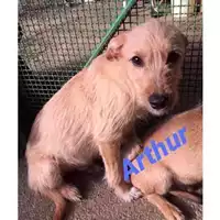 Foto dell\'animale COMUNE DI SALERNO - 380260004056826