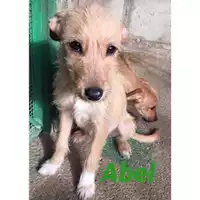 Foto dell\'animale COMUNE DI SALERNO - 380260043972520