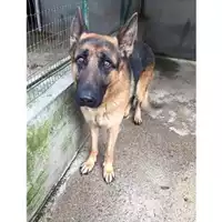 Foto dell\'animale COMUNE DI SALERNO - 380260004056772