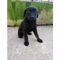 Foto dell\'animale COMUNE DI SALERNO - 380260004053354