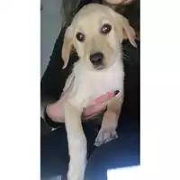 Foto dell\'animale COMUNE DI SALERNO - 380260004053216