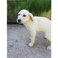 Foto dell\'animale COMUNE DI SALERNO - 380260004053196