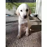 Foto dell\'animale COMUNE DI SALERNO - 380260004056881