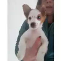 Foto dell\'animale COMUNE DI SALERNO - 380260004052785