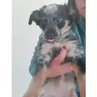 Foto dell\'animale COMUNE DI SALERNO - 380260004052843