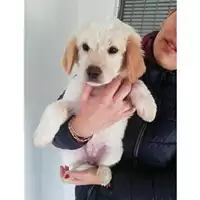 Foto dell\'animale COMUNE DI SALERNO - 380260004056773