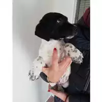 Foto dell\'animale COMUNE DI SALERNO - 380260004056714