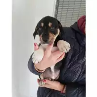 Foto dell\'animale COMUNE DI SALERNO - 380260043937453