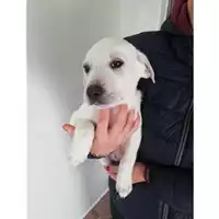 Foto dell\'animale COMUNE DI SALERNO - 380260004056781