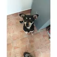 Foto dell\'animale COMUNE DI SALERNO - 380260004056794