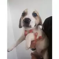 Foto dell\'animale COMUNE DI SALERNO - 380260004056789