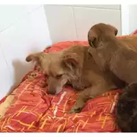 Foto dell\'animale COMUNE DI SALERNO - 380260004056697
