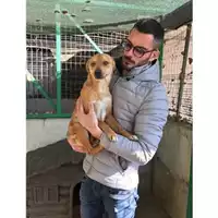 Foto dell\'animale COMUNE DI SALERNO - 380260004056739