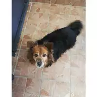 Foto dell\'animale COMUNE DI SALERNO - 380260004056828