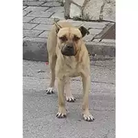 Foto dell\'animale COMUNE DI SALERNO - 380260004056790