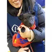 Foto dell\'animale COMUNE DI SALERNO - 380260044016674