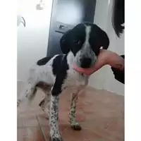 Foto dell\'animale COMUNE DI SALERNO - 380260004057692