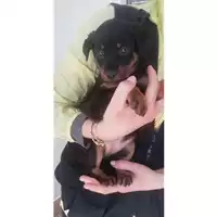 Foto dell\'animale COMUNE DI SALERNO - 380260004057612