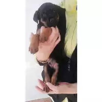 Foto dell\'animale COMUNE DI SALERNO - 380260004057676