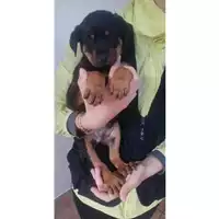 Foto dell\'animale COMUNE DI SALERNO - 380260004057648