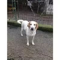 Foto dell\'animale COMUNE DI SALERNO - 380260040703218