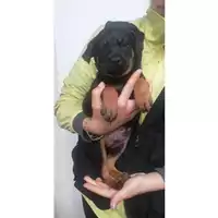 Foto dell\'animale COMUNE DI SALERNO - 380260004057696