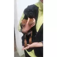 Foto dell\'animale COMUNE DI SALERNO - 380260044010728