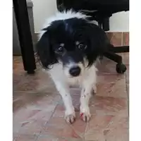 Foto dell\'animale COMUNE DI SALERNO - 380260004057666